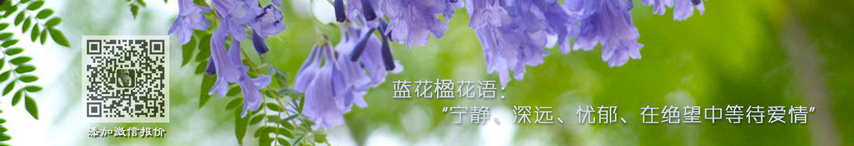 蓝花楹花语
