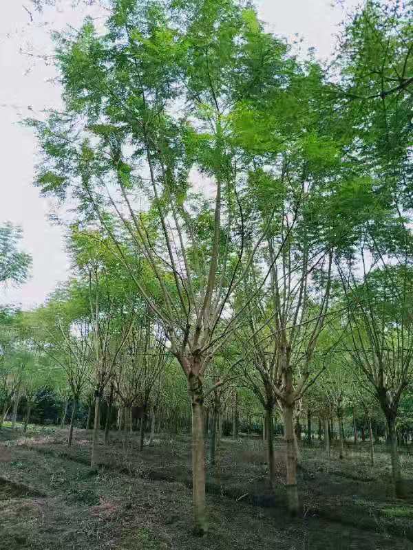 【蓝花楹12公分价格】最新12公分蓝花楹批发报价