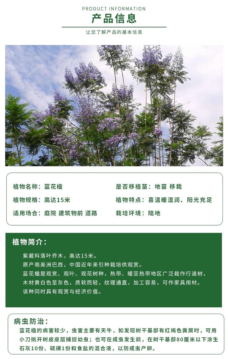 【蓝花楹多少钱一棵】蓝花楹树价格表