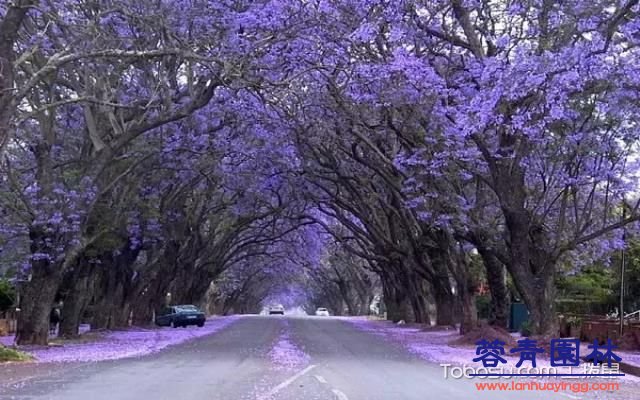 蓝花楹的花语 - 蓝花楹的花期 - 蓝花楹图片