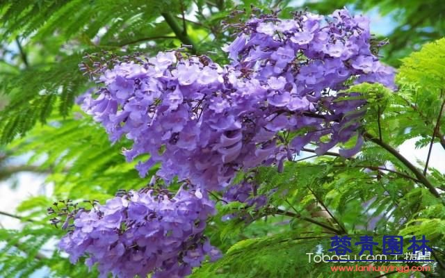 蓝花楹的花语 - 蓝花楹的花期 - 蓝花楹图片