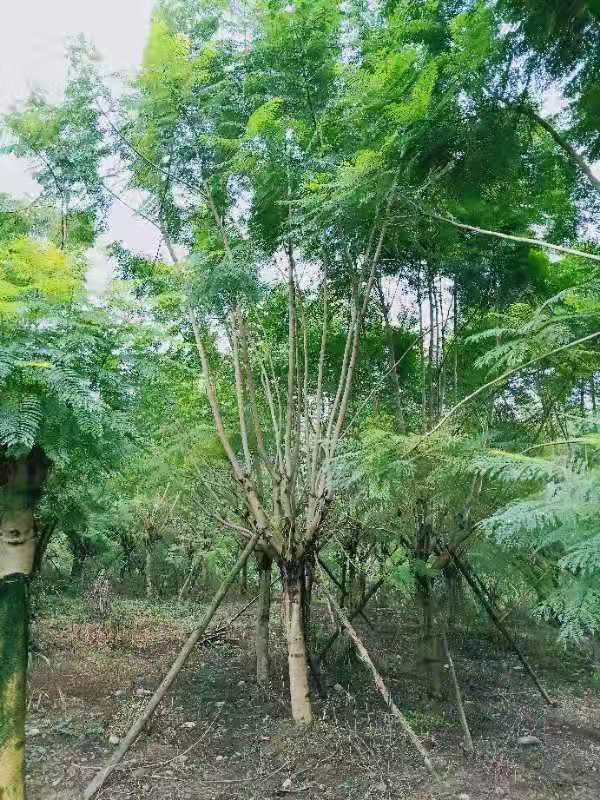 10公分蓝花楹价格