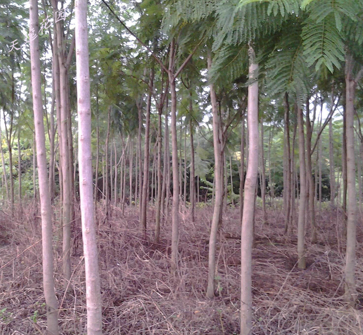 3公分蓝花楹价格