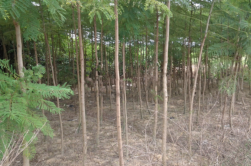 3公分蓝花楹价格