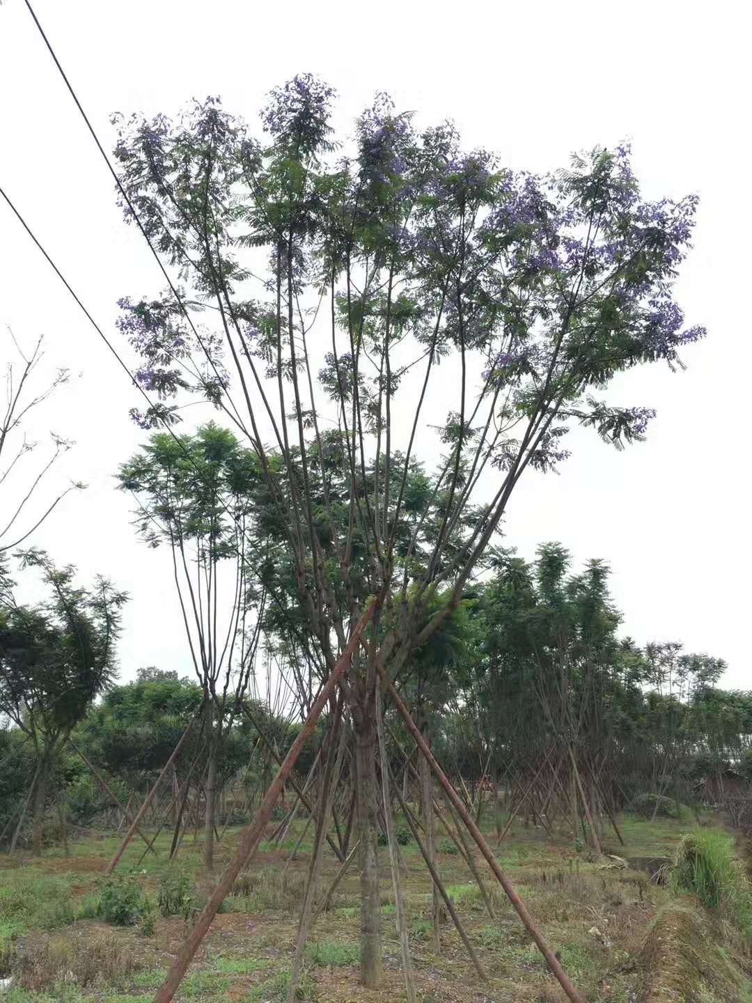 18公分蓝花楹价格