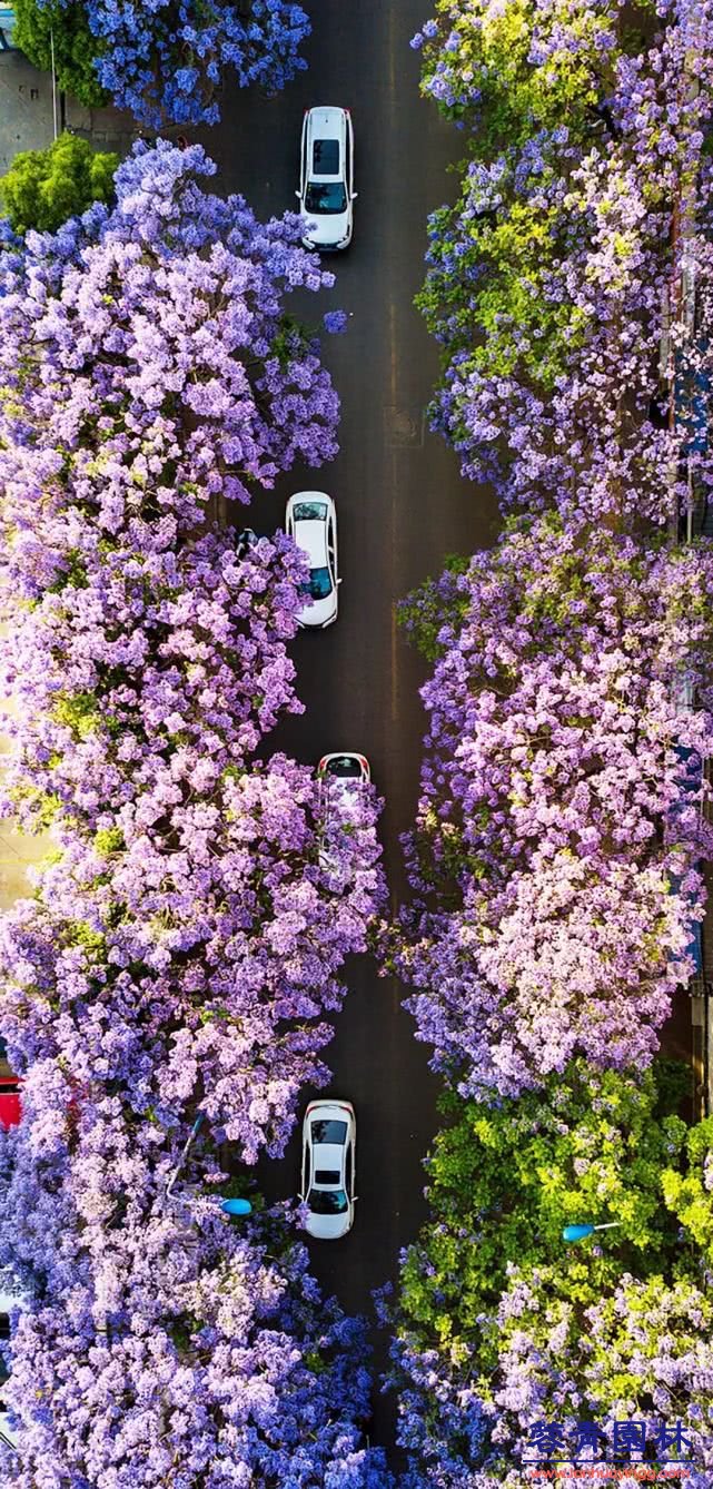 想看蓝花楹树，就去每年的这里吧