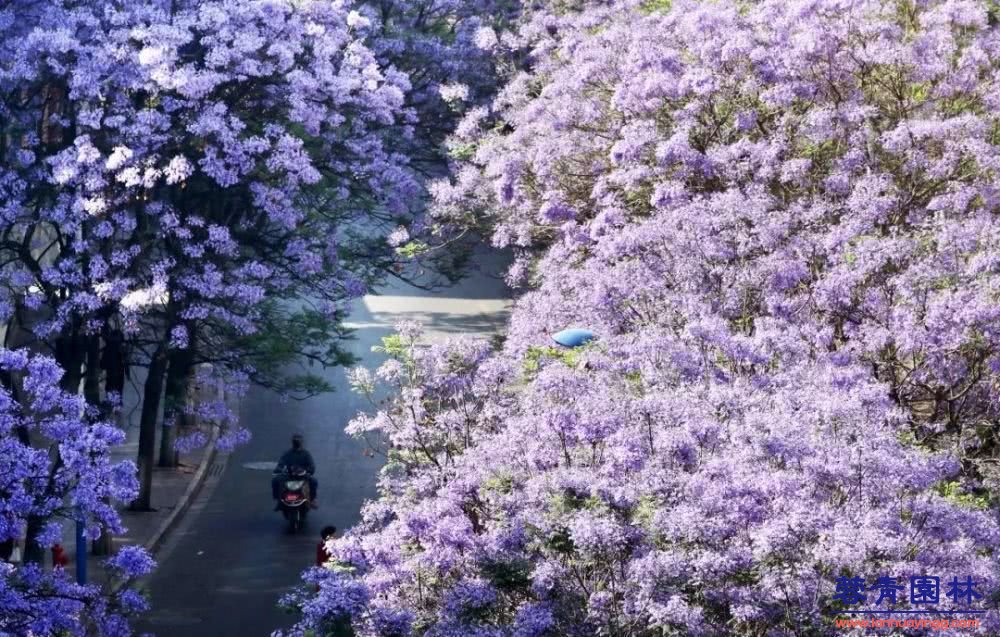 想看蓝花楹树，就去每年的这里吧