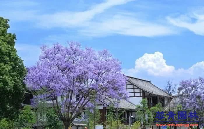 想看蓝花楹树，就去每年的这里吧