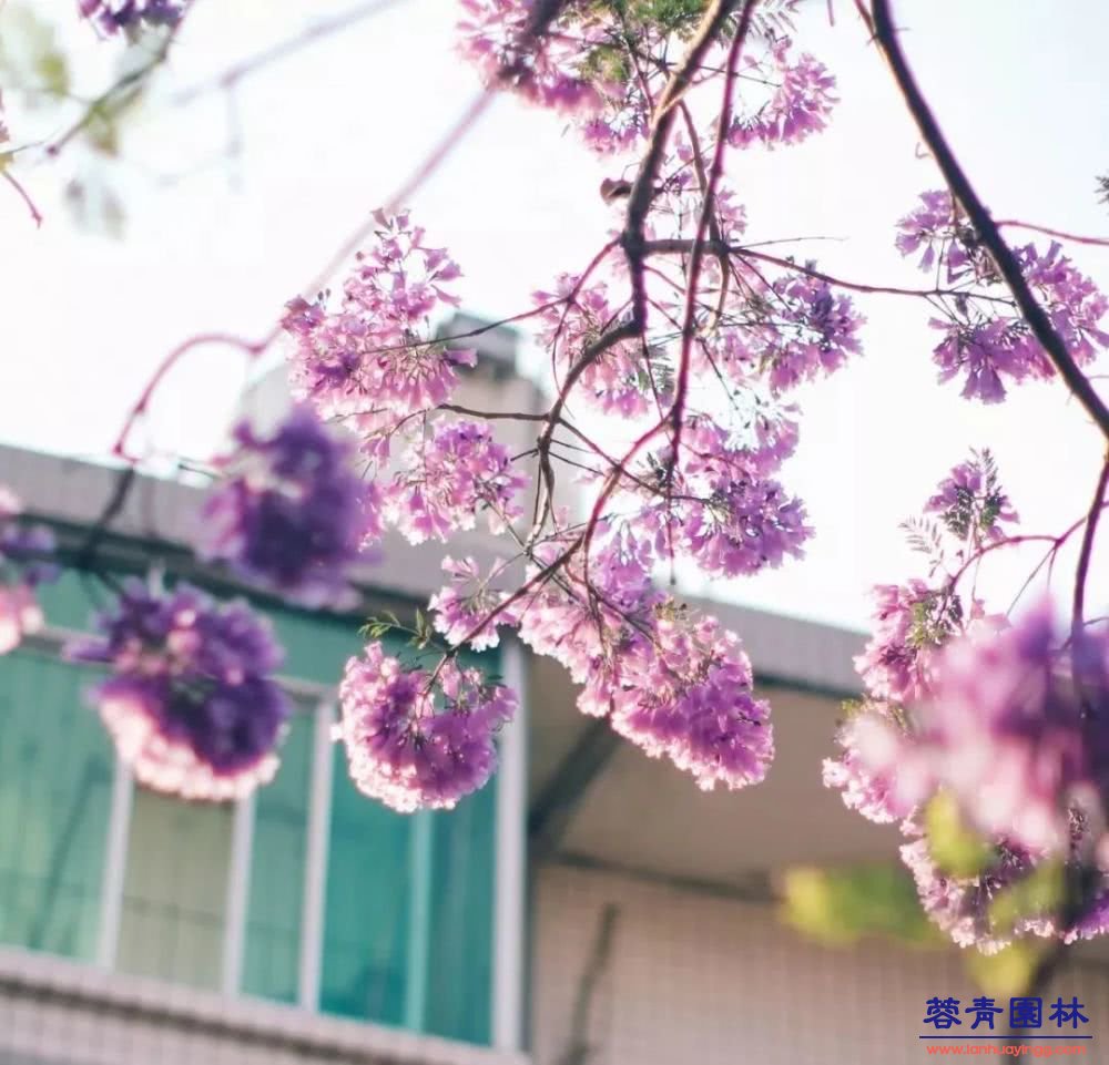 想看蓝花楹树,就去每年的这里吧