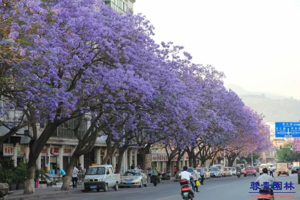 想看蓝花楹树，就去每年的这里吧