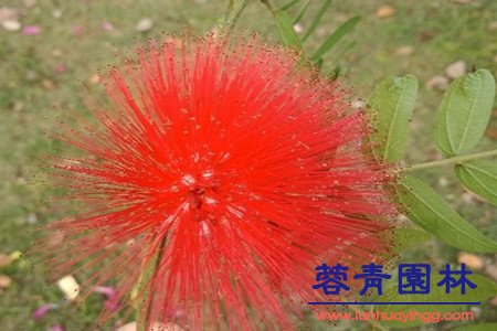 蓝花楹与合欢花的区别在哪里？如何鉴别？