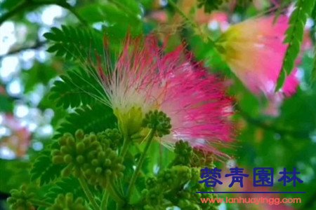 合欢树 蓝花楹与合欢花的区别在哪里?如何鉴别?