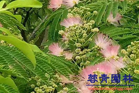 合欢树 蓝花楹与合欢花的区别在哪里?如何鉴别?