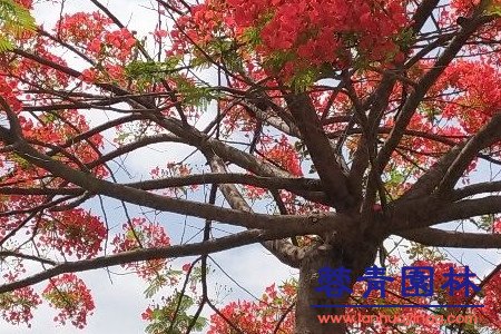 蓝花楹和红花楹怎样区分辨别呢？