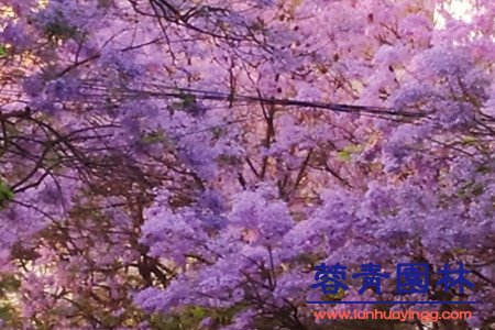 蓝花楹 蓝花楹和红花楹怎样区分辨别呢?