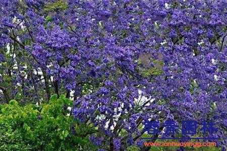 蓝花楹 蓝花楹和红花楹怎样区分辨别呢?