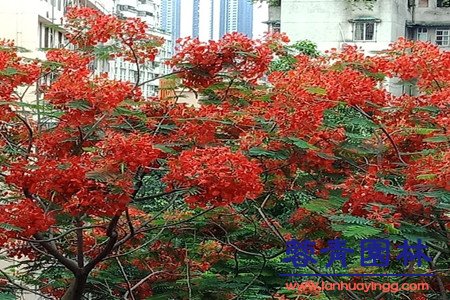 红花楹 蓝花楹和红花楹怎样区分辨别呢?