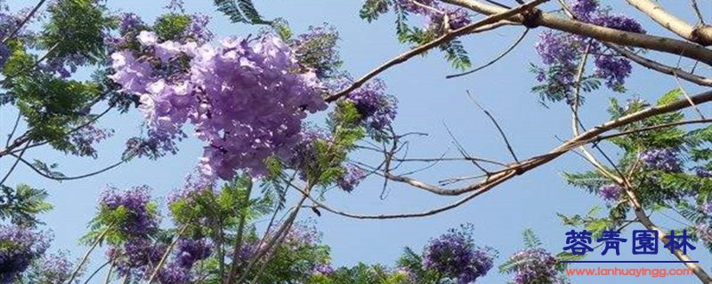 蓝花楹与红花楹区别 蓝花楹和红花楹怎样区分辨别呢?