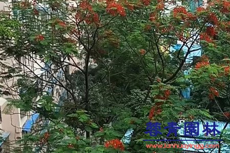 红花楹 蓝花楹和红花楹怎样区分辨别呢?