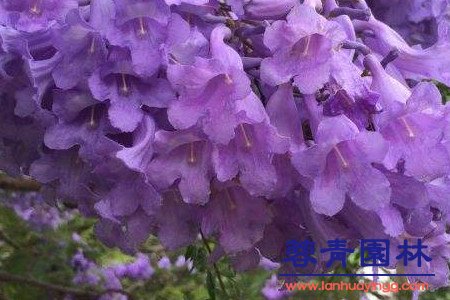 蓝花楹 蓝花楹和南洋楹的辨别的方法,怎样去区分?