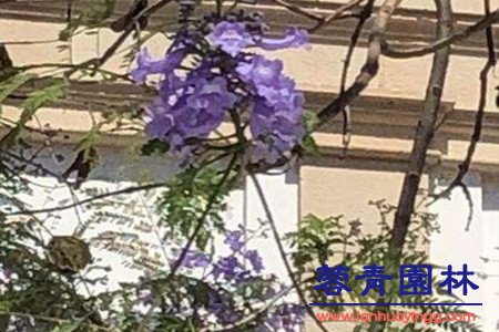 蓝花楹 蓝花楹和南洋楹的辨别的方法,怎样去区分?