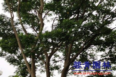 南洋楹 蓝花楹和南洋楹的辨别的方法,怎样去区分?