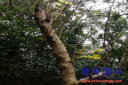 南洋楹 蓝花楹和南洋楹的辨别的方法,怎样去区分?