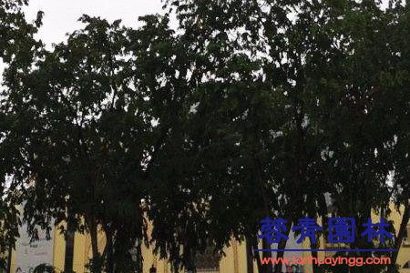 南洋楹 蓝花楹和南洋楹的辨别的方法,怎样去区分?