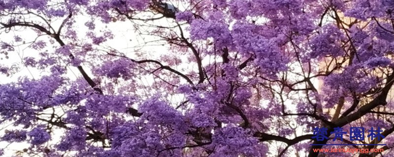 南洋楹与蓝花楹的区别 蓝花楹和南洋楹的辨别的方法,怎样去区分?