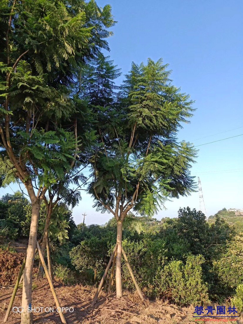 10-30公分蓝花楹基地批发 - 价格行情