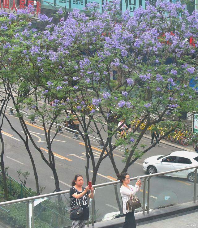 成都蓝花楹