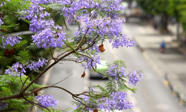 成都蓝花楹