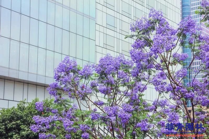 成都蓝花楹最美的长廊