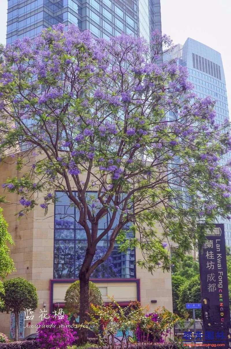 成都蓝花楹最美的长廊