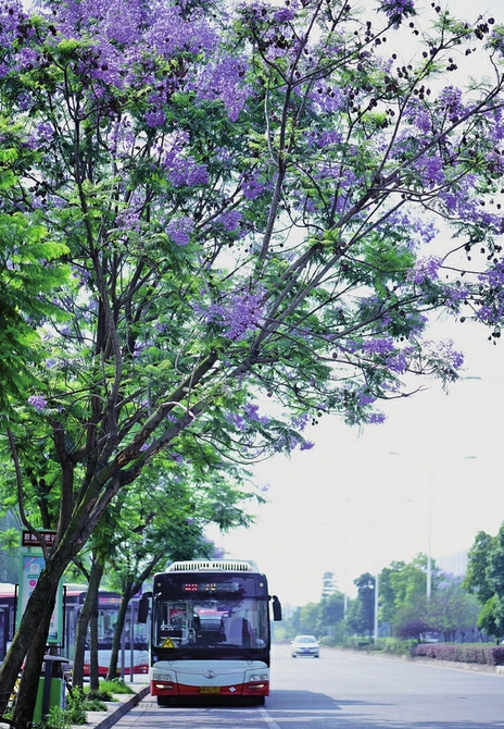 580余株蓝花楹