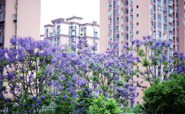 580余株蓝花楹