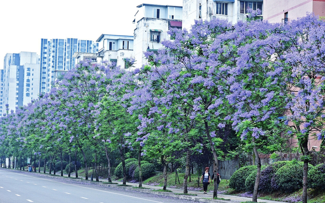 580余株蓝花楹