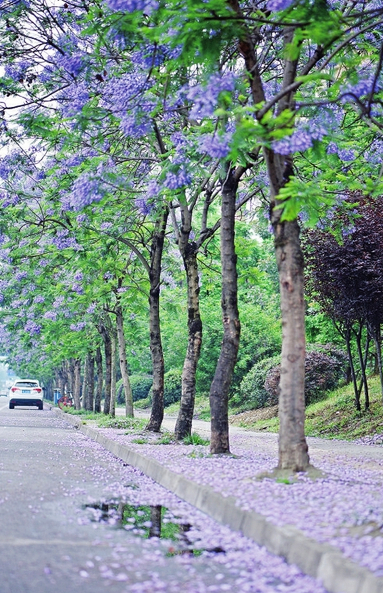 580余株蓝花楹