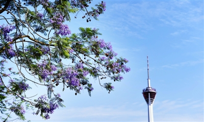 蓝花楹进入最美花期，成都市增花添彩工程见成