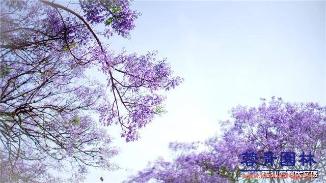 丽江蓝花楹