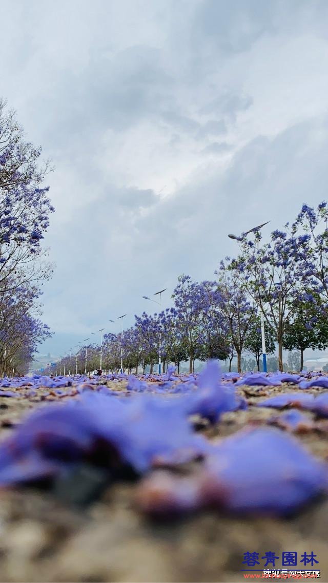 丽江蓝花楹