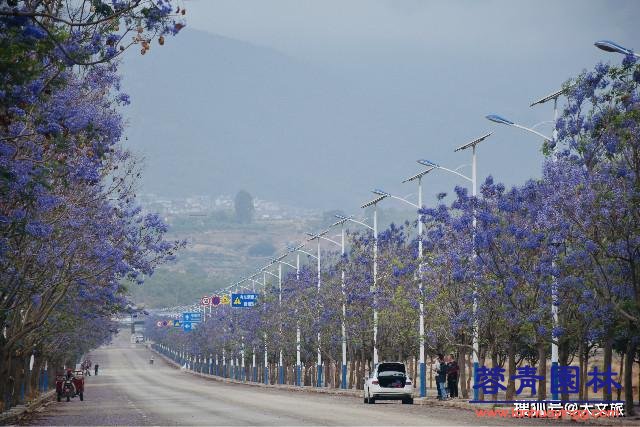 丽江蓝花楹