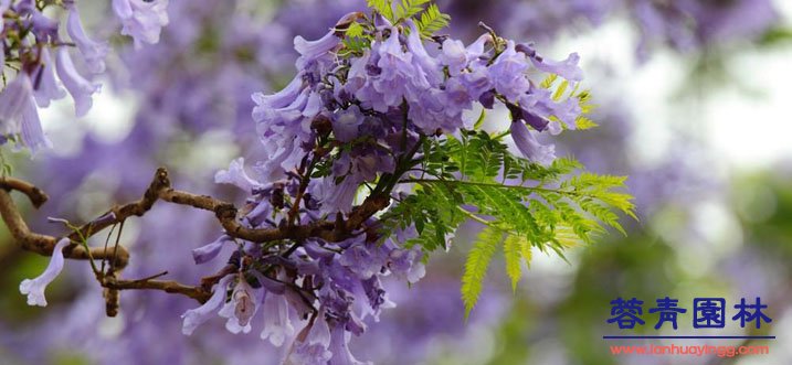 蓝花楹的养护栽培技术和病虫害防治