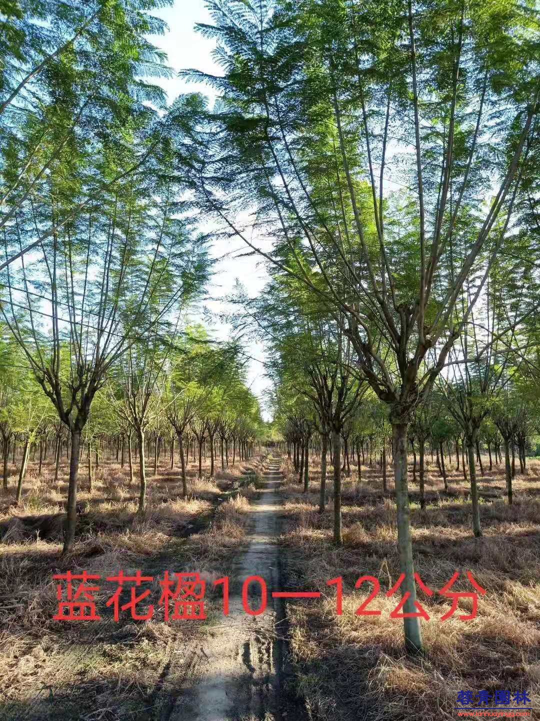 成都蓝花楹的特性及栽培应用