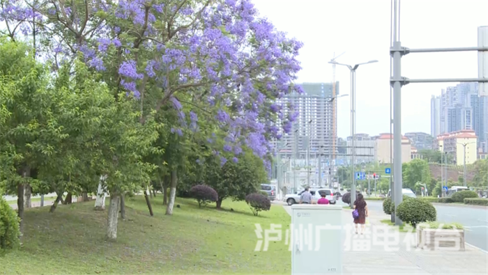 蓝花楹：初夏泸州街头的紫色浪漫