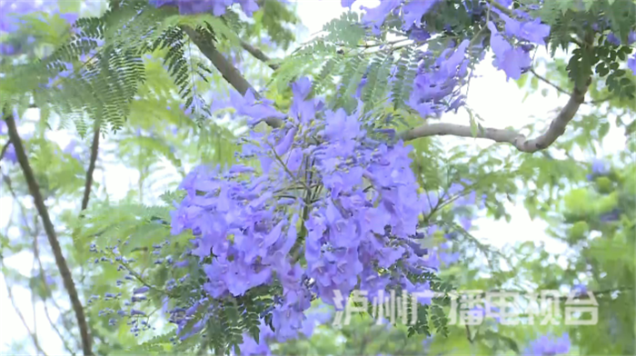 蓝花楹：初夏泸州街头的紫色浪漫