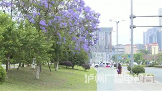泸州街头蓝花楹盛开赴一场与紫色花海的邂逅