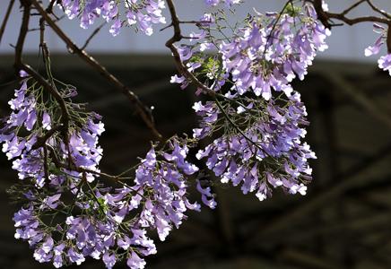 蓝花楹15公分报价-蓝花楹20公分价格多少钱