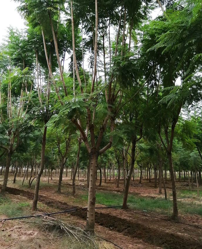 蓝花楹哪有-西昌蓝花楹栽植成活率比福建广东等地高