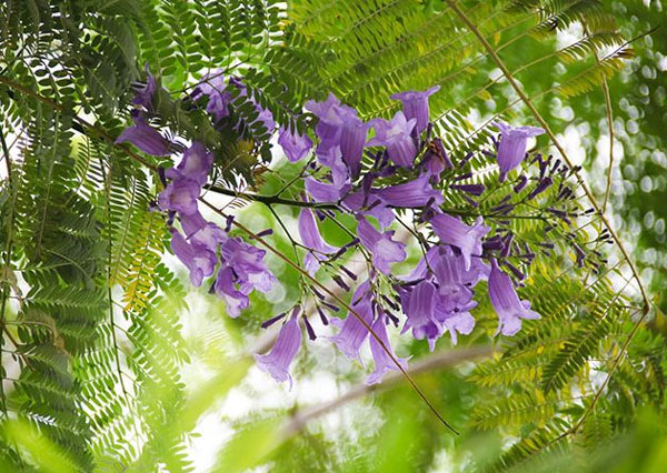 13公分蓝花楹-蓝花楹和合欢花怎么区别，前者叶对生后者互生